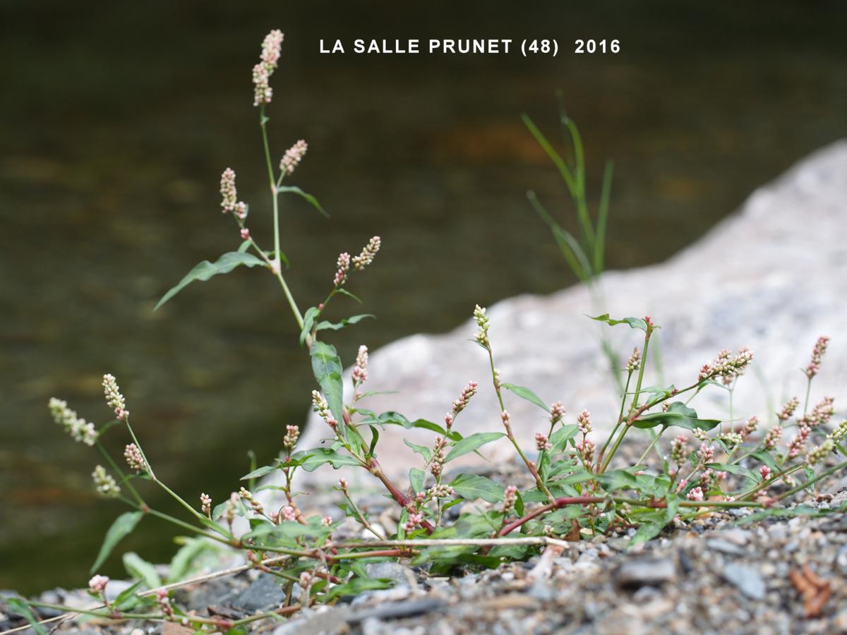 Persicaria plant